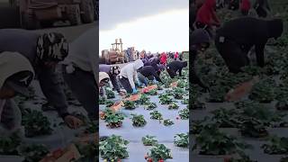 Strawberry Harvest at Sunrise!