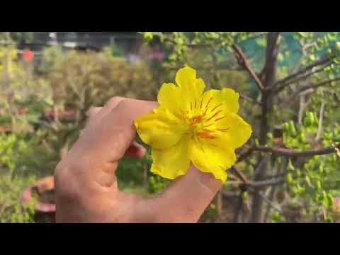 Ngắm nụ mai vàng ngày 26/12 al - Mai Tết 2022 - Canh nụ mai nở đúng Tết 2022