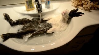 Смотреть онлайн Кролик обожает принимать теплую ванну