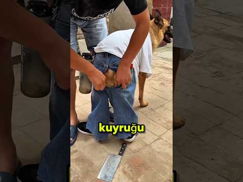 baba köpeğin kuyruğuna ne yapıyorsun 😁