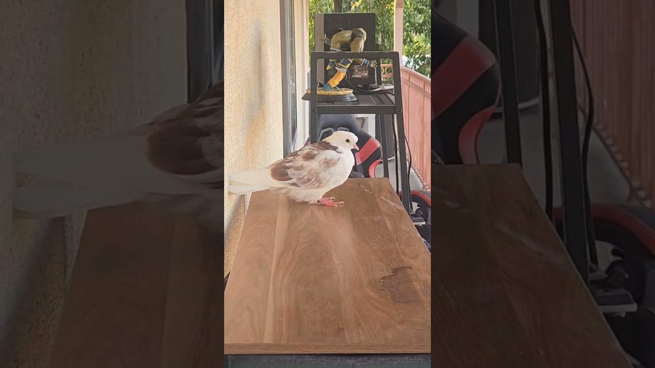 This white bird came out of nowhere on my balcony