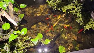 Indoor Pond Update (12/22/24)