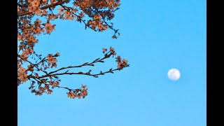 大橋トリオ　サクラ