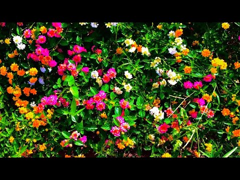 , title : 'Colorful Outdoor Plants - Colorful flowers in the garden - Garden therapy -  Lantana Camara'