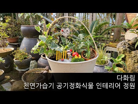 다화림 천연가습기 공기정화식물 인테리어 정원
