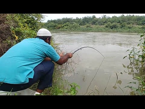 Fish hunting||Big Tilapia Fishing||Butter catfish