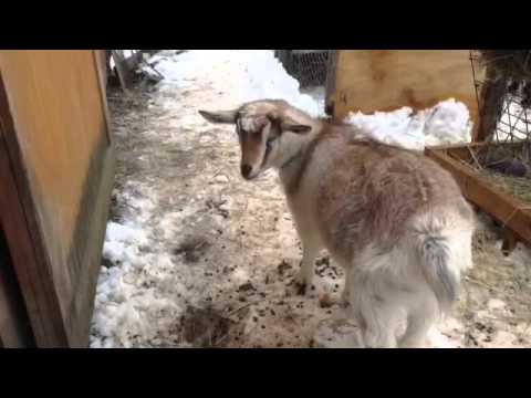 1) Keep Calm and Love Goats Video Screenshot