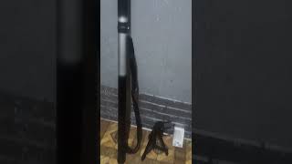 Download lagu salam satu hoby #merbok #pikat #sangkarjebak #burung #perkutut #pemula #perkututlokal #cara #viral mp3 Download lagu salam satu hoby #merbok #pikat #sangkarjebak #burung #perkutut #pemula #perkututlokal #cara #viral mp3