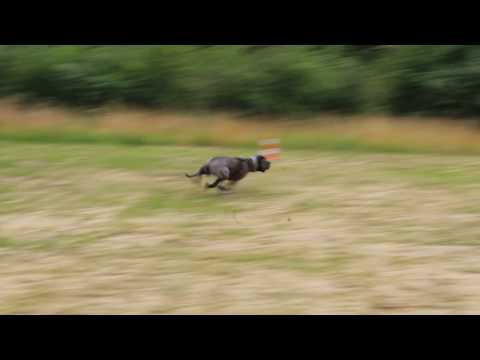 American bandog - coursing time