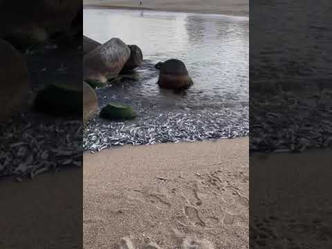 خيرات البحر ماشاءالله