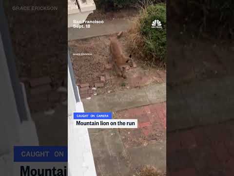 Mountain lion on the run