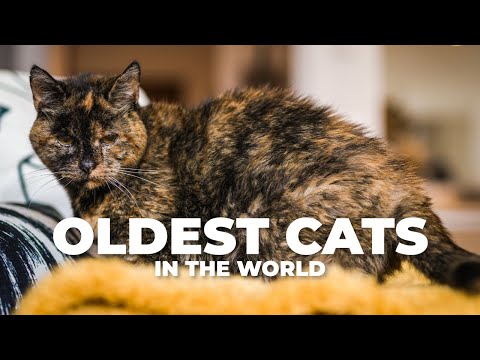 THE OLDEST CATS IN THE WORLD