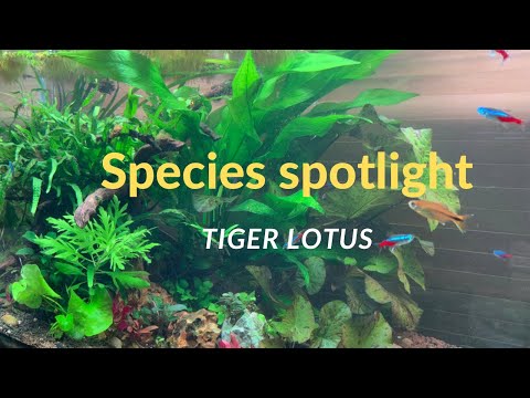 Species spotlight: Nymphaea lotus