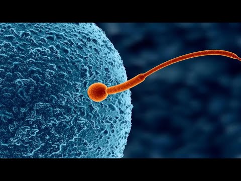 The HUMAN CELL explained: its characteristics, organelles and functions🦠