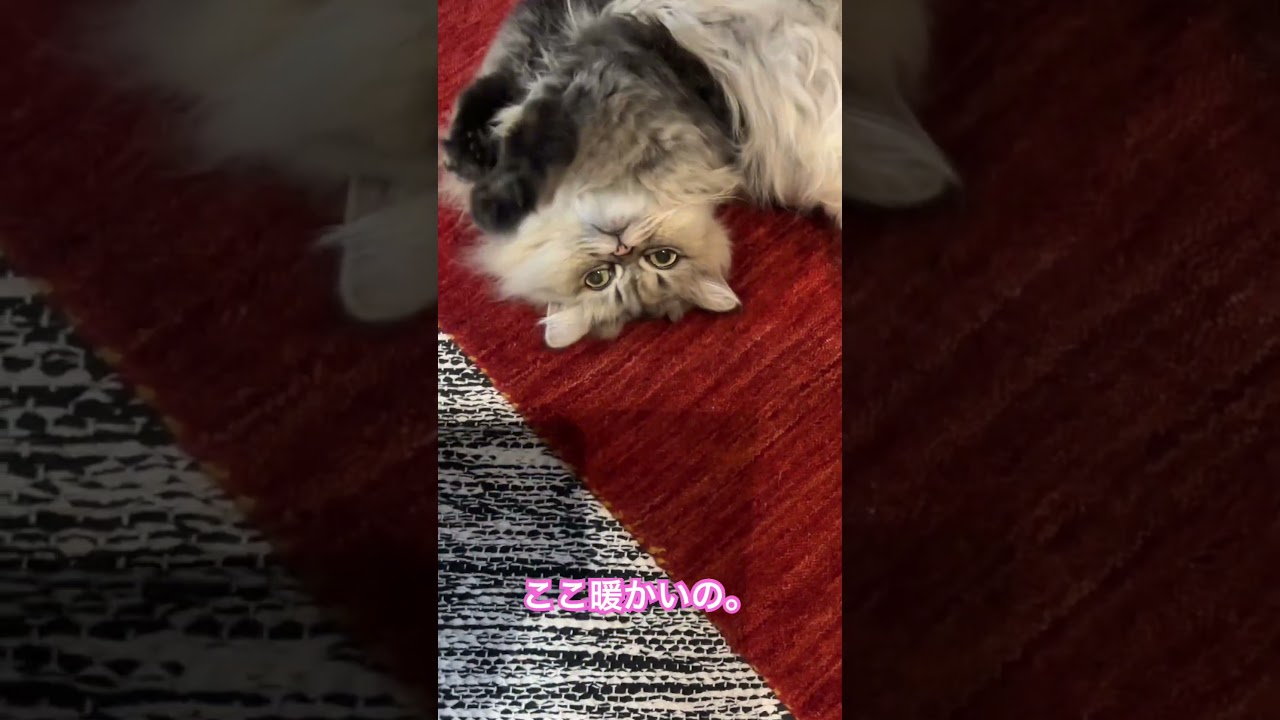 暖かい猫 #shorts #ねこ #cat