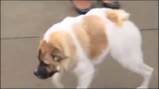 Retarded dog