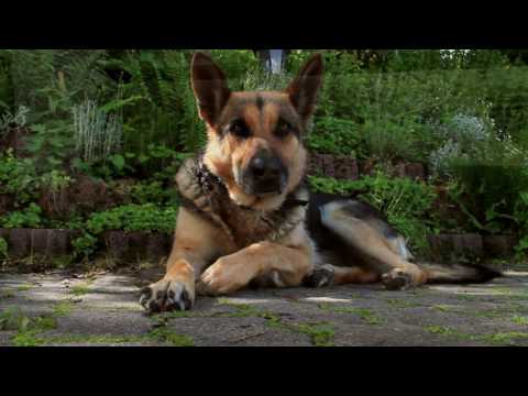 Video 3 aus  Steffahof - Mitglied von LandSelection