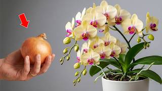 You only need 1 onion! And the orchid blooms like crazy all year round!