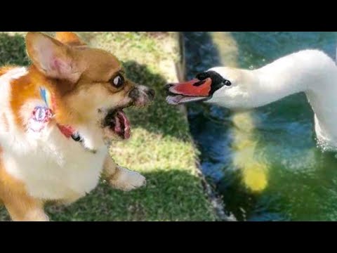 🤣 Funniest 🐶 Dogs and 😻 Cats - Awesome Funny Pet Animals Videos 😇