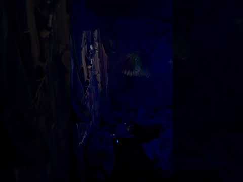 Sensorial Investigation of Orphaned