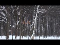 Allen / Lande - Lady of Winter Lyric Video ...
