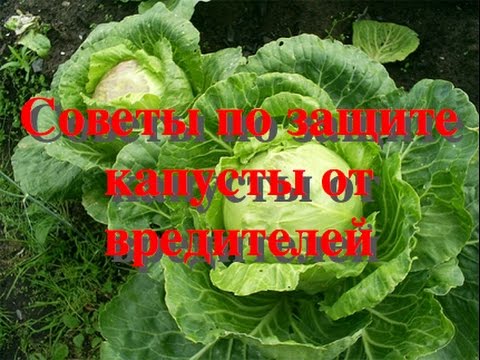 , title : 'Самый легкий способ защиты капусты от вредителей: бабочка капустница'