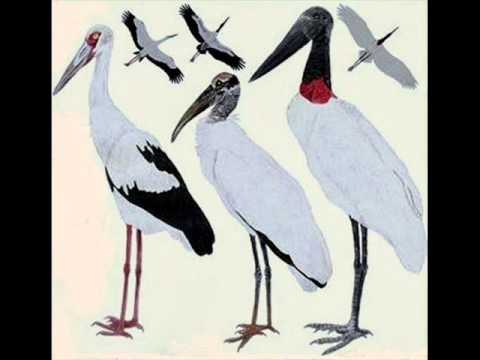 FG El Gabán Diferente - Dámaso Figueredo