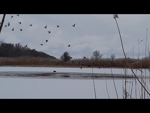 Зимняя прогулка. Стая диких уток. Дикие утки-кряквы в природе.