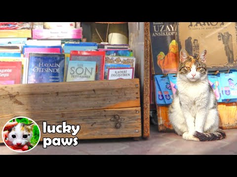 Stray Cats Invade the 564-Year-Old Book Bazaar And Won't Give the Books to Anyone | Lucky Paws