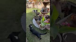 Video preview image #1 Black Mouth Cur-Labrador Retriever Mix Puppy For Sale in San Diego, CA, USA