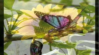 Esperanza Spalding - I Adore You