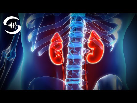 Nieren Frequenz und Nierenreinigung