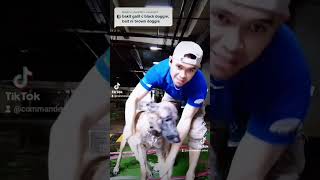 Download lagu Dog LIGO challenge accepted😊 #doglover #foryourpage mp3