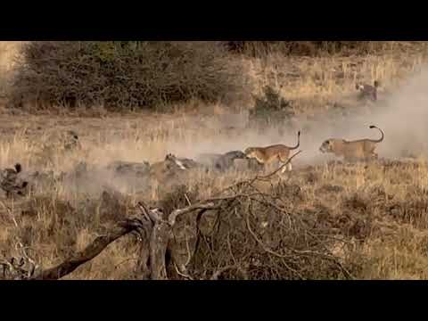 lion pride vs hyenas pack ramble fight over food video
