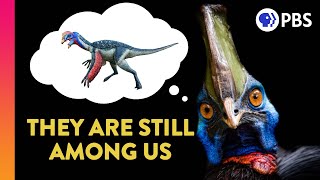 Did Dinosaurs Really Go Extinct?