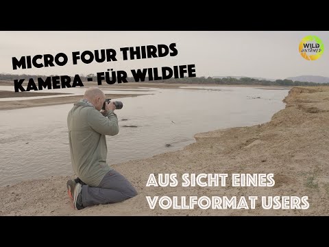 MFT Kamera im Wildlifefotografie Einsatz, aus Sicht eines Vollformat Users - Was kann MFT wirklich?