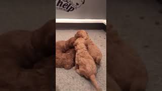 Three week old GoldenDoodles playing