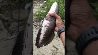 Download lagu Monster‼️ #haruan #gabus #snakehead #haruangabus #gabusbabon mp3