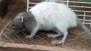 This rat has mites. Scratching, itching and biting fur are signs of mites.