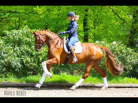 Stute von Fürst Romancier