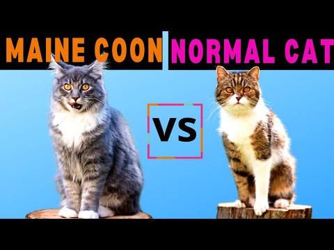 Maine Coon Cat vs Normal Cat - Should you get a NORMAL CAT or a MAINE COON?