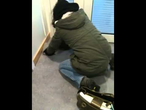 Operation rädda fladdermus