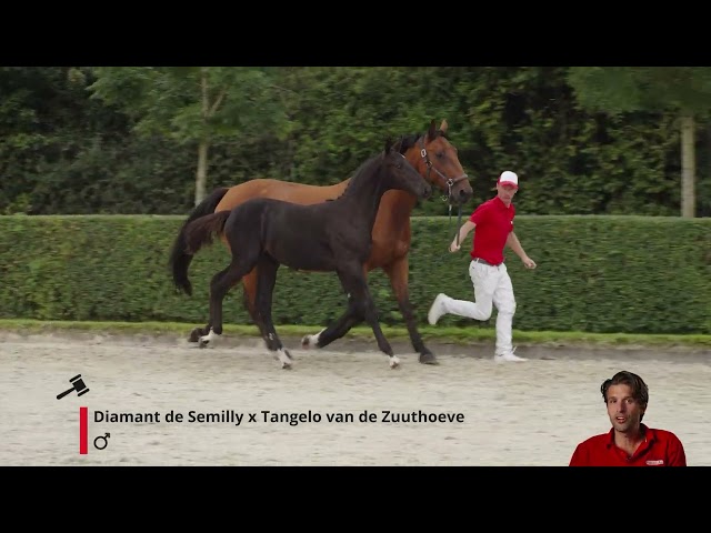 Deejay v/d Drie Eiken Z