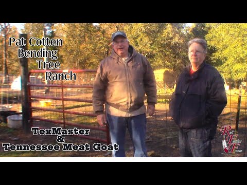 Texmaster Goats