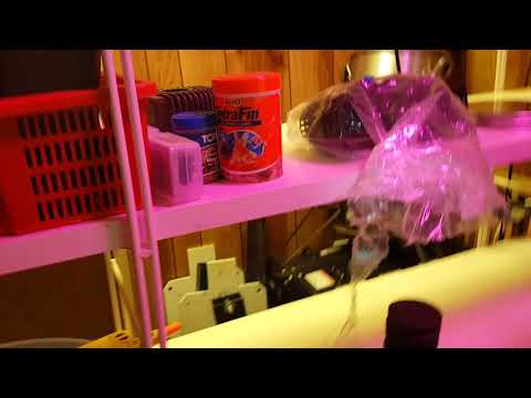 download lagu mp3 mp4 Spaghetti Squash And Tilapia, download lagu Spaghetti Squash And Tilapia gratis, unduh video klip Spaghetti Squash And Tilapia