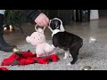 Boston Terrier dogs for sale: Max - Video 1