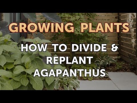 How to Nurse a Dying Ivy Plant Back to Life