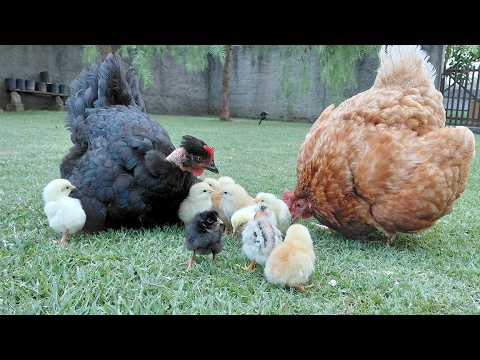 Duas galinhas chocando veja o nascimento dos pintinhos no ninho