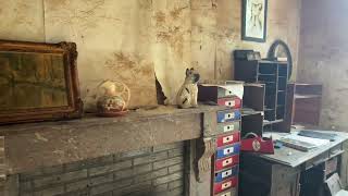 Farm Heidehoeve/The Dog Shelter/ Le Refuge Pour Chiens urban exploration video in Belgium: Farm Heidehoeve / The Dog shelter