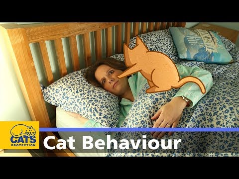 🐱 Cats and night-time waking | Behaviour guides: Episode four